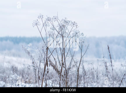 Winter-Szene mit Trockenrasen bedeckt mit Schnee Stockfoto