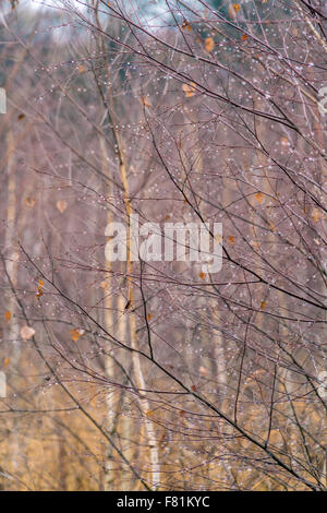 Späten Regentropfen Herbst Szene auf Birke Stockfoto