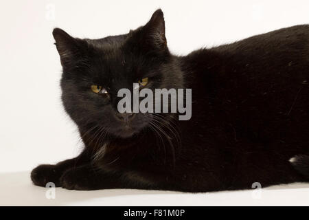 Schwarze Katze in verschiedenen Positionen. Stockfoto