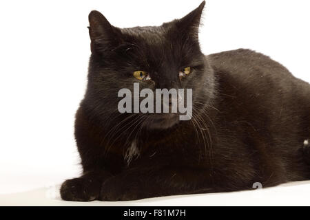 Schwarze Katze in verschiedenen Positionen. Stockfoto