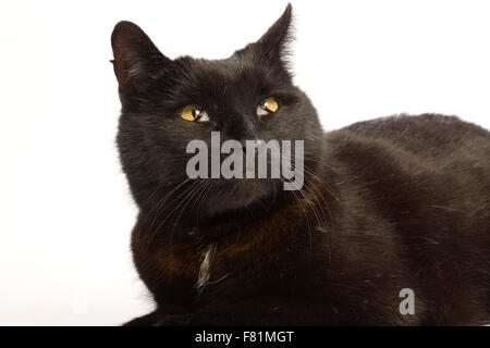 Schwarze Katze in verschiedenen Positionen. Stockfoto