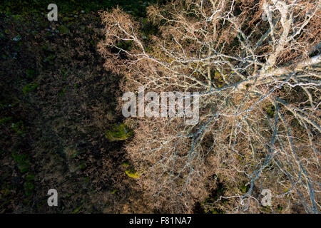 Wald aus der Vogelperspektive Stockfoto