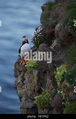 Papageientaucher-Kolonie an Latrabjarg, Westfjorde, Island. Stockfoto