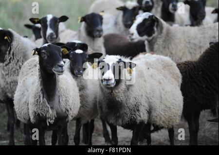 eine Herde von Schafen Eine Bildergeschichten Schafherde lächelnd Stockfoto