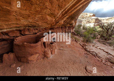 Horsecollar Ruinen Klippenwohnungen gebaut von Ancestral Pueblo-Indianer Teil des Natural Bridges National Park in der Nähe von Blanding, Utah. Stockfoto