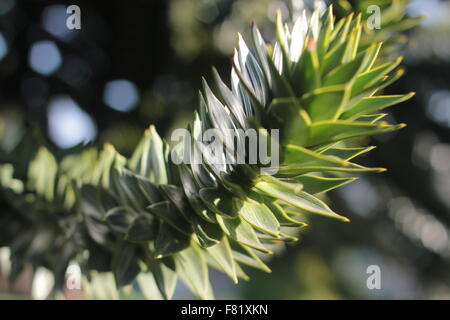 Nahaufnahme von Monkey Puzzle Baum mit scharfen grünen Blättern auf Zweigen mit unscharfen Hintergrund Stockfoto