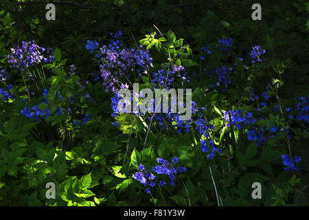 Wilde Glockenblumen in Bathgate Stockfoto