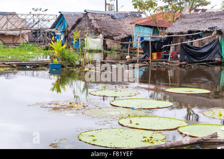 Victoria Amazonica, weltweit größte Seerosenblatt wächst in einem Slum in Iquitos, Peru Stockfoto