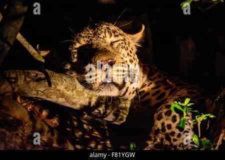 Profil von einem schlafenden Leoparden in einem Baum Stockfoto