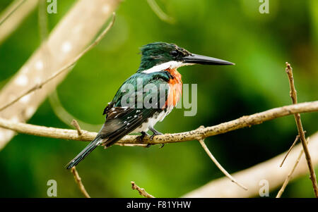 Ein Amazon-Kingfisher thront auf einem Ast Stockfoto