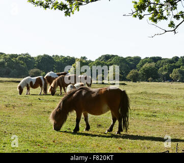 Ponys in Brockenhurst Stockfoto