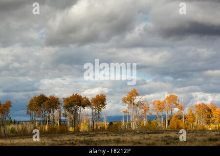 Herbst Espe Bäume dekorieren Jackson Hole, Grand-Teton-Nationalpark, Wyoming Stockfoto