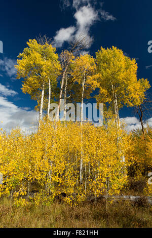 Herbst Espe Bäume dekorieren Jackson Hole, Grand-Teton-Nationalpark, Wyoming Stockfoto