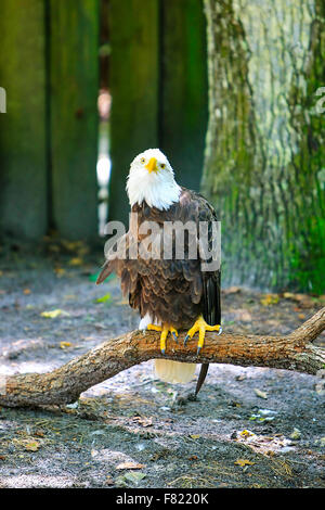 Ein Weißkopfseeadler, Symbol der USA im Homosassa Springs Wildlife State Park in Florida Stockfoto