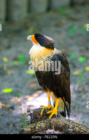 Nördlichen Crested Caracara Raubvogel in der Familie Falconidae Stockfoto