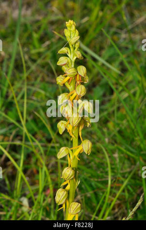 Mann Orchidee Orchis Anthropophora gefährdet, Blüten gelbgrün, Wiltshire, UK Stockfoto