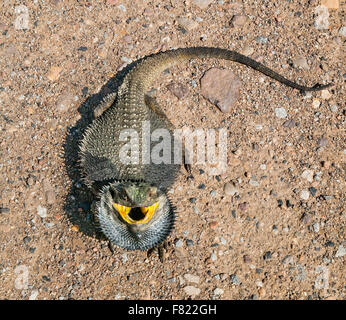 Östlichen Bearded Dragon (Pogona Barbata) Stockfoto