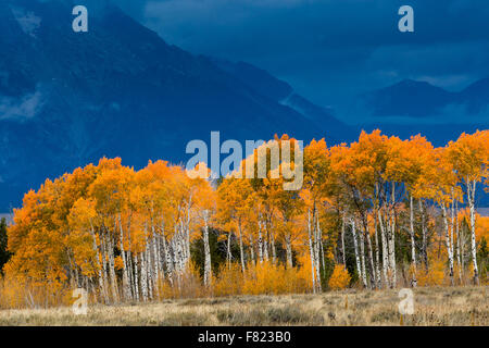 Herbst Espe Bäume dekorieren Jackson Hole, Grand-Teton-Nationalpark, Wyoming Stockfoto