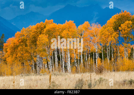 Herbst Espe Bäume dekorieren Jackson Hole, Grand-Teton-Nationalpark, Wyoming Stockfoto