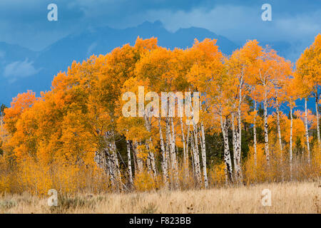 Herbst Espe Bäume dekorieren Jackson Hole, Grand-Teton-Nationalpark, Wyoming Stockfoto