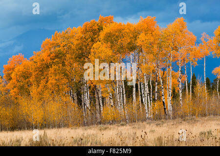 Herbst Espe Bäume dekorieren Jackson Hole, Grand-Teton-Nationalpark, Wyoming Stockfoto