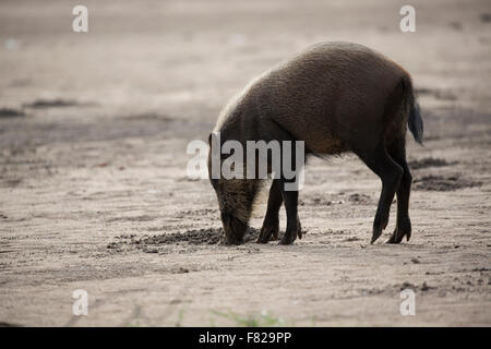 Juvenile Bornean bärtigen Schwein (Sus Barbatus) auf Nahrungssuche am Strand Stockfoto