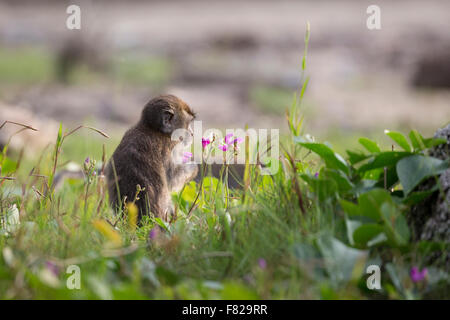 Eine juvenile Krabben essen Makaken (Macaca Fascicularis), die eine Blume Stockfoto