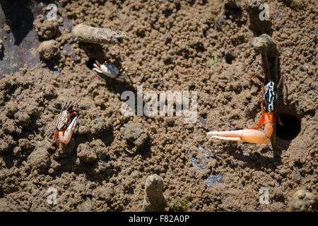 Ungleiche Rivalen anzeigen Ring-beinigen Fiddler Crabs (Uca Annulipes) Stockfoto