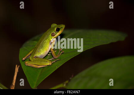 Kupfer-Wangen-Frosch (Hylarana Raniceps) Stockfoto