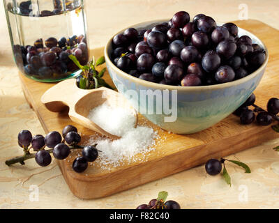 Frische Schlehen Blackthorn Beerenfrüchte Stockfoto