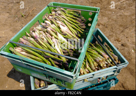 Frischer Spargel nur in ein Spargelfeld, Norfolk England nahm Stockfoto