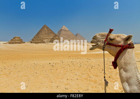 Kamel am großartigen Pyramiden von Gizeh Stockfoto