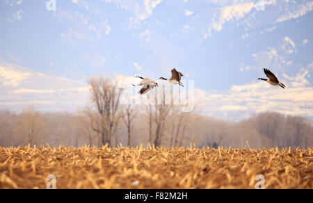 Schwarm Gänse mit schönen Landschaft im Hintergrund. Stockfoto