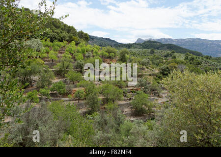 Blick auf Port Du Soller Landschaft Stockfoto