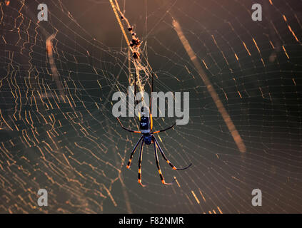 Golden Orb Spinne in ihrem Netz im Krüger Nationalpark Stockfoto
