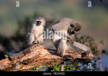 Familie von Vervet Affen im Krüger Nationalpark Stockfoto