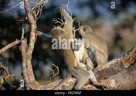 Familie von Vervet Affen im Krüger Nationalpark Stockfoto