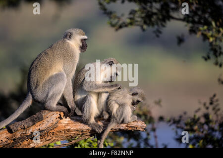 Familie von Vervet Affen im Krüger Nationalpark Stockfoto