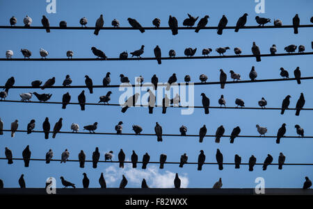 Ein Schwarm Tauben sitzen auf Stromkabeln in Chiang Mai, Thailand Stockfoto