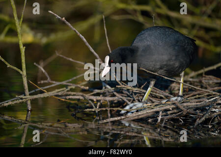 Schwarzen Wasserhuhn / Blässhuhn / eurasischen Coot / Blaesshuhn (Fulica Atra) baut sein Nest unter Büschen in der Nähe von Wasser. Stockfoto