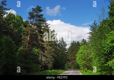 Asphaltstraße durch Frühlingswald. Stockfoto