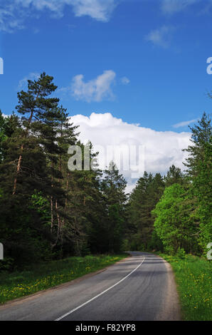 Asphaltstraße durch Frühlingswald. Stockfoto