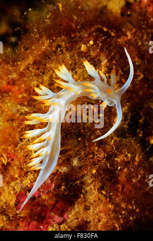 Aeolid Nacktschnecken, Flabellina Lineata, Flabellinidae, Tor Paterno Marine Park, Rom, Latium, Italien, Mittelmeer Stockfoto