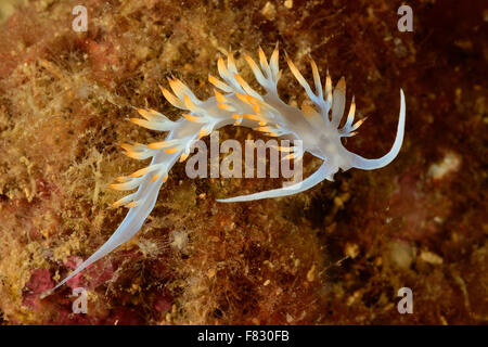 Aeolid Nacktschnecken, Flabellina Lineata, Flabellinidae, Tor Paterno Marine Park, Rom, Latium, Italien, Mittelmeer Stockfoto