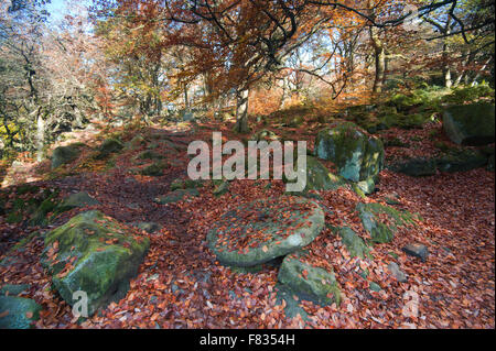 Padley Schlucht im Herbst, in der Nähe von Grindleford, Peak District National Park, Derbyshire, England, Stockfoto