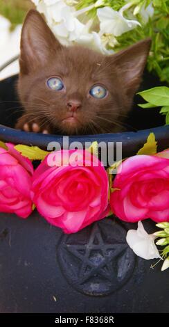 Blue eyed Kätzchen im Kessel Stockfoto