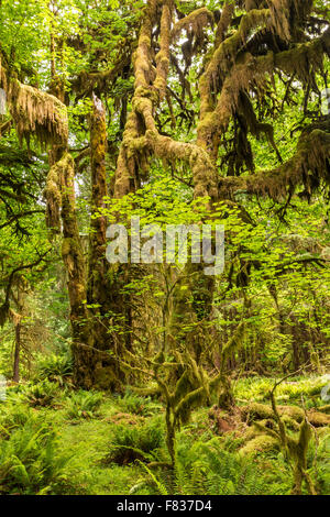 Junge und alte Ahornbäume, drapiert in Moos inmitten einer Waldlichtung Hoh Rainforest in Olympic Nationalpark, Washington. Stockfoto