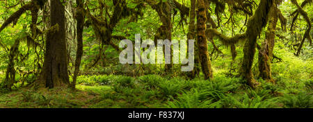 Panorama-Bild der Hoh Rainforest auf dem Saal der Moose Trail in Olympic Nationalpark, Washington. Stockfoto