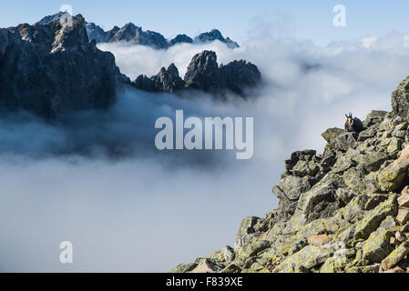 Tatra-Gebirge über Wolken - Panorama Stockfoto