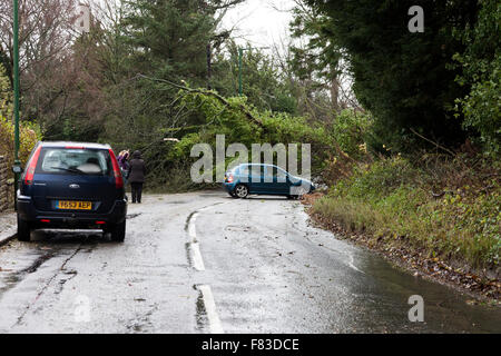 Lartington, Teesdale, County Durham, Großbritannien. 5. Dezember 2015. Großbritannien Wetter. Schwere Nacht Regen und Sturm Winde durch Sturm Desmond gebracht haben blockierte Straßen und verursachte Überschwemmungen in einigen Bereichen. In Lartington in der Nähe von Barnard Castle Starkwind brachte einen Baum Sperrung der Hauptstraße in und außerhalb des Dorfes. Keine Verletzungen wurden berichtet Credit: David Forster/Alamy Live News Stockfoto